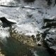 湯野上温泉 河原の湯の写真